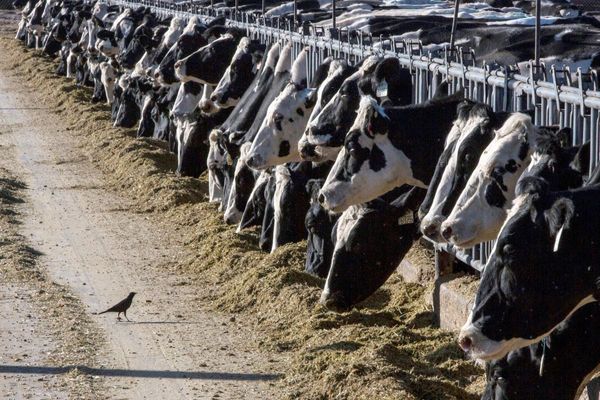 Michigan reports another person working with cows got bird flu, the third US case this year