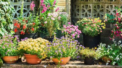 How to spruce up spring containers for summer – 5 ways to refresh your pots