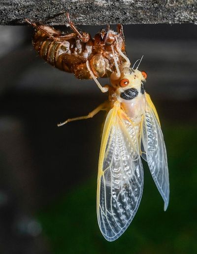 What Cicadas Can Teach Us About Living On Alien Planets