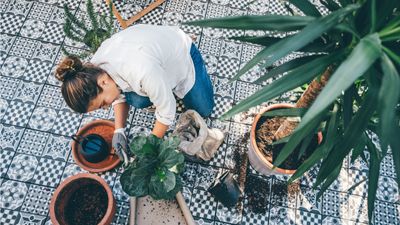 How to prevent pests when you bring houseplants back indoors – experts tips to protect your indoor plants
