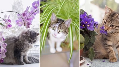 10 houseplants that are not toxic to cats — plus expert advice on keeping your pets safe
