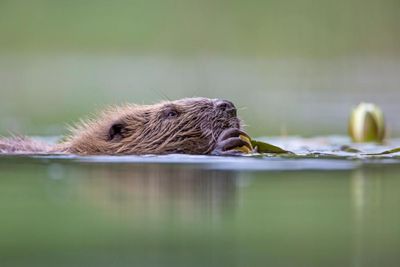 Majority of Scots back further reintroductions of beaver, poll finds