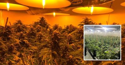 Crop sitter sentenced after 599 cannabis plants seized from grow houses
