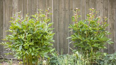 How to support peonies – and stop these glorious garden blooms from flopping over