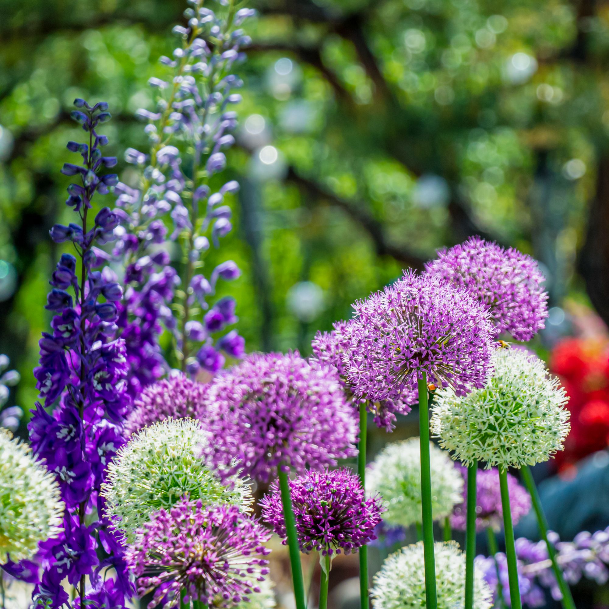 What to do when alliums finish flowering Experts…