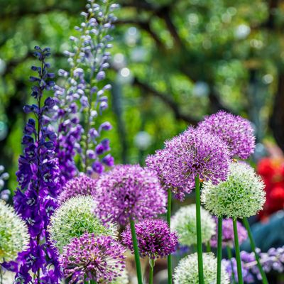 What to do when alliums finish flowering - Experts explain your two choices and how they'll affect next year's blooms