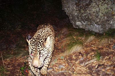 Jaguars are returning to Southwest