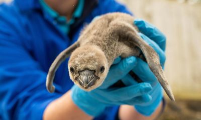 Endangered penguin chicks hatched at Chester zoo named after plants