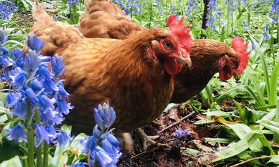 My chickens are in fine feather – and so is my compost bin