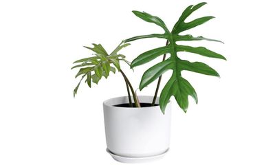 Houseplant of the week: Philodendron mayoi