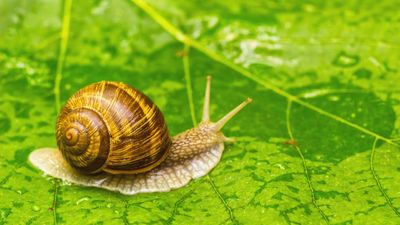 Best snail repellent plants – 5 plants to naturally deter these leaf munchers from your yard