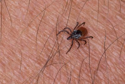 What British tourists need to know about the ‘monster tick’ warning – including how to remove them