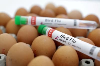 Farmworker In Michigan Tests Positive For Bird Flu