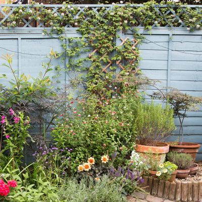 8 of the best climbing plants for pots to add height and style to your container garden