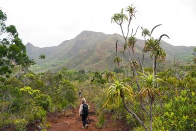 'Innocuous-looking' Fern Wins World Record For Largest Genome