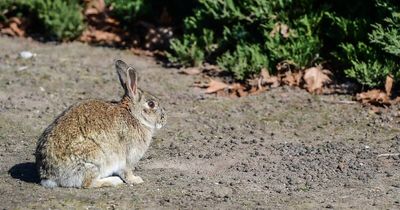 Rabbits in National Triangle to be targeted in control program