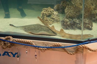 Charlotte the pregnant ‘virgin’ stingray might not give birth after all - as officials give tragic update