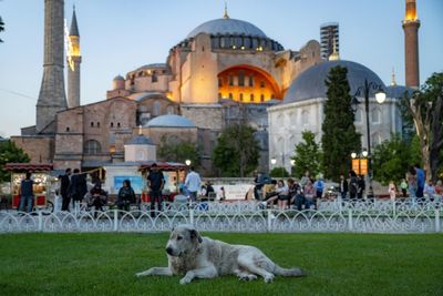 Sick Of Strays, Turkey Weighs Dog Crackdown