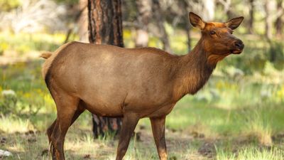 Colorado tourist learns the hard way that elk don't care how small your dog is – it might still be a wolf