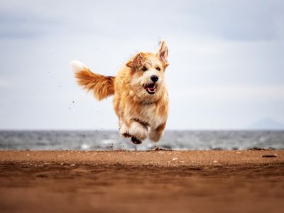 Get down and dirty to get great photos of your dogs on their walk!