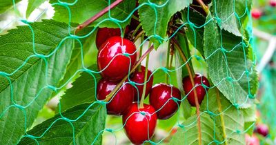 Simple solutions to give growers more net gains