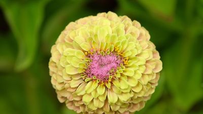 I'm a professional gardener, and these are the bright and brilliant zinnia varieties that you should grow this year