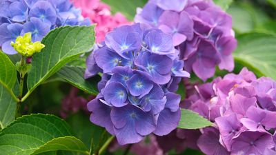 How to change the color of hydrangeas