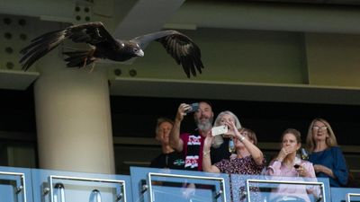 Pre-match drama as live eagle escapes at Optus Stadium