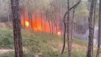 Himachal Pradesh: Now fire at Dingu Forest in Bilaspur; Massive loss of property
