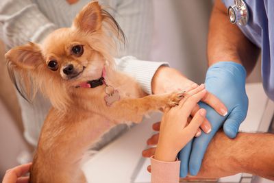 Do dogs understand the "paws in" trend?