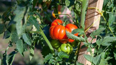 How Far Apart to Plant Tomatoes — The Golden Rule Gardeners Swear by for Better Crops