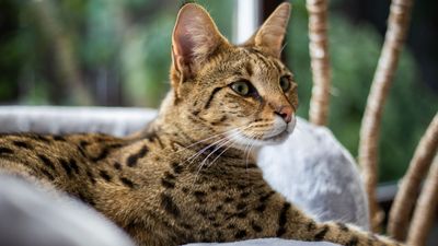 32 reasons to love Savannah cats