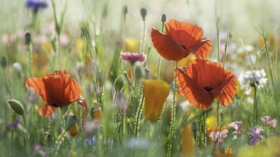 Can you fertilize wildflowers? Experts share how to keep your wild garden thriving