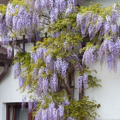 How to train wisteria - expert tips for growing these romantic blooms up walls, pergolas, and garden arches