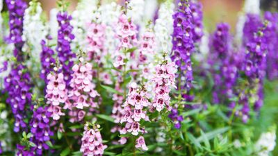 5 flowers to plant in June to brighten up your yard this summer