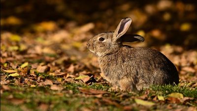 Researchers race to contain rabbits as numbers explode