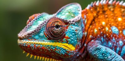 Can chameleons change colour in their sleep? The Conversation’s Curious Kids podcast