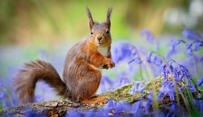 Scottish regions named among the last places to see red squirrels