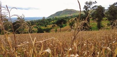 Malawi faces a food crisis: why plans to avert hunger aren’t realistic and what can be done