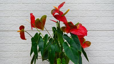 How to fertilize anthuriums – and when to do it for glorious blooms that last for longer