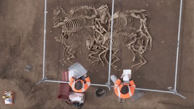 28 'carefully placed' horses in ancient burial in France may have been part of a sacrificial ritual