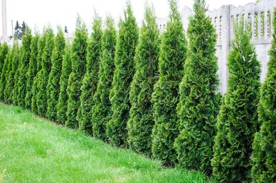 Best Trees For a Fence Line — Consider These Natural Beauties to Add Privacy to Your Boundary