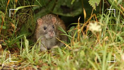 How to keep rats out of your garden – 5 top tips from pest control experts