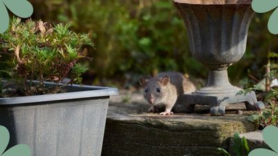 How to keep rats out of your garden – 5 top tips from pest control experts