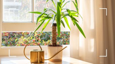 How to care for a yucca plant: an expert guide to keep this quirky plant thriving