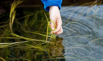 Green, green seagrass of home: Welsh nursery growing to save marine habitat