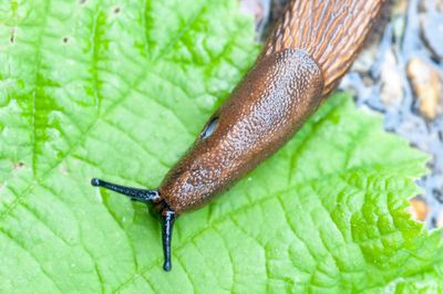 Slugs and snails ruining your garden in the wet weather? Here’s the best ways to stop them