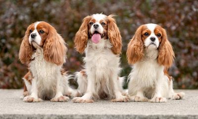 Dog breeds must be ‘rebooted’ to halt health problems, says expert