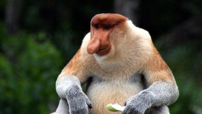 Research reveals big nosy monkey's real animal appeal