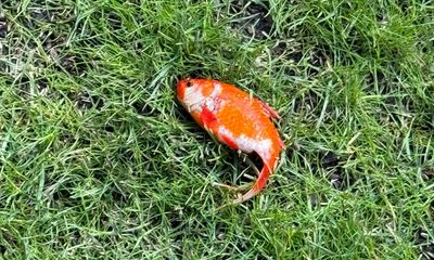 NHS doctor rescues mystery goldfish found on his garden lawn